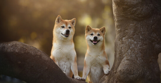 Where to Buy Cryptocurrency Shiba Inu  Time To Buy The Dip?