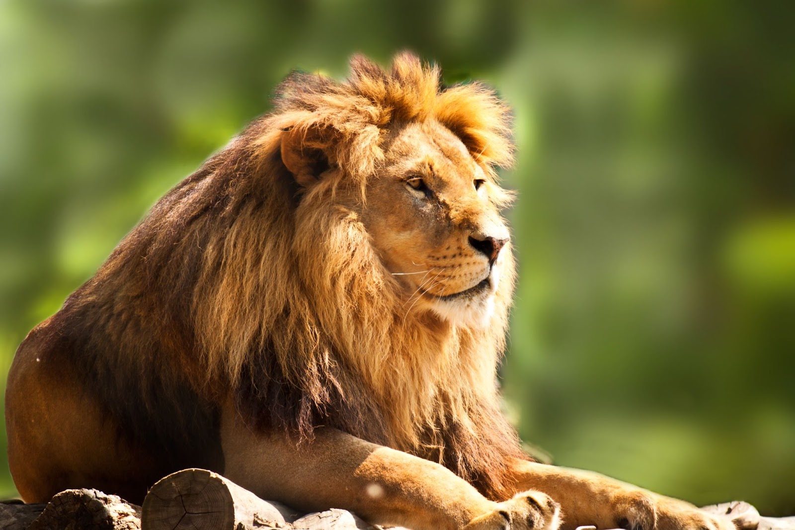  lion token surges price buy crypto journal 