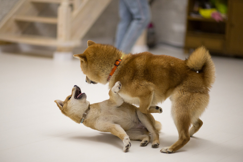 Shiba Inu vs Dogecoin: Does SHIB stand a better prospect in 2022?