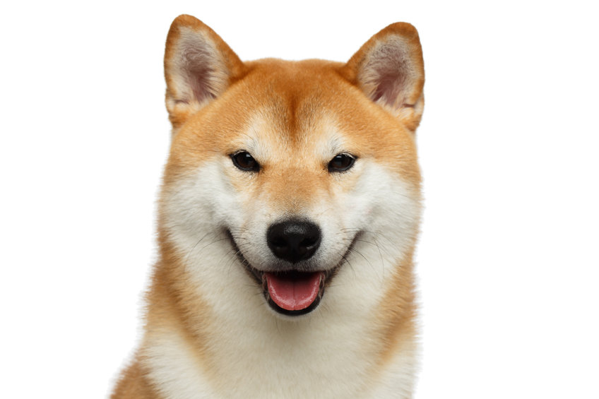 Shiba Toby gains over 2800% today: what is fuelling the current uptrend?