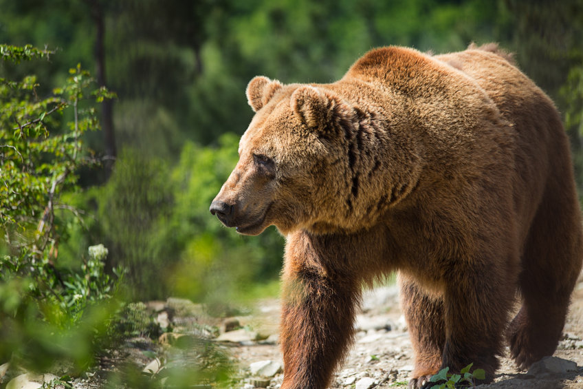 A bear market is a marathon- prepare yourself: analyst