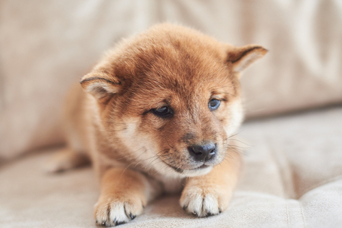 Shiba Inu lost its recent gains: will it recover and surge higher soon?