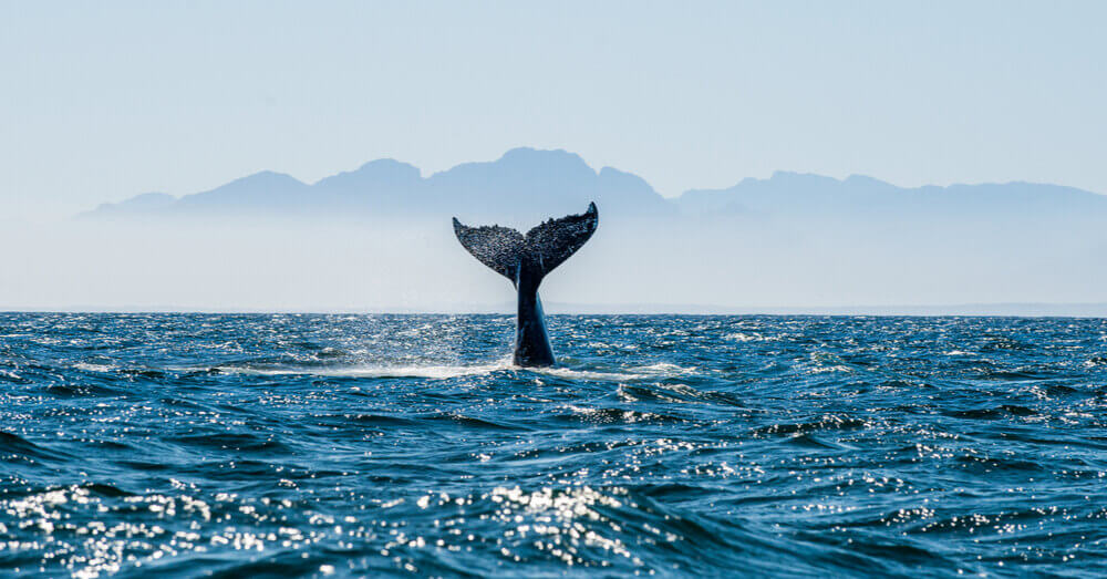 Whale in water