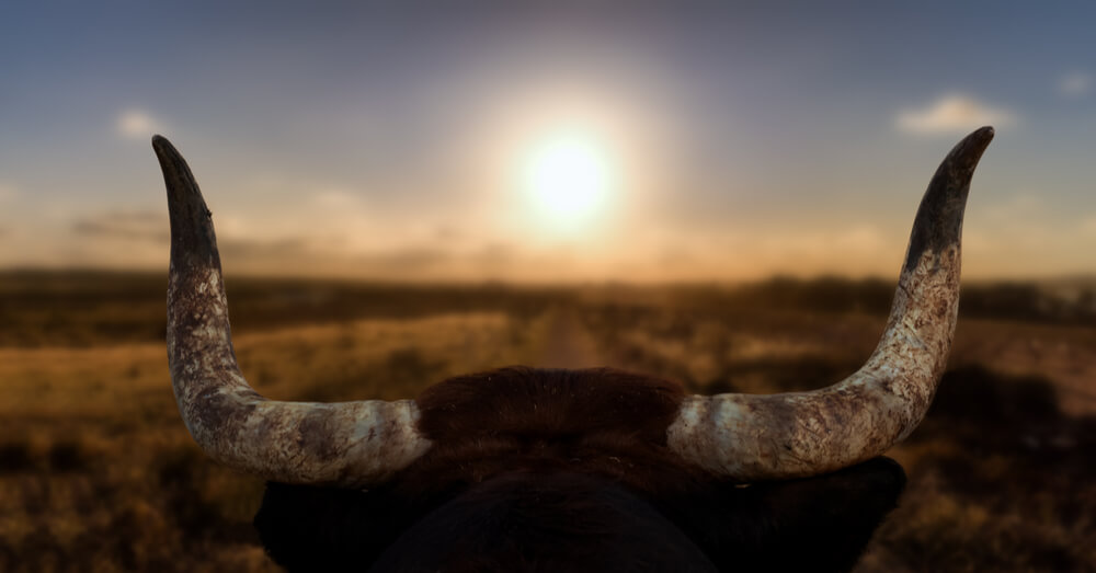 Image of bull with sunset