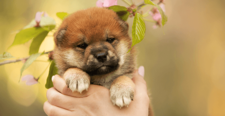 A Shiba Inu puppy being held in a person’s hands