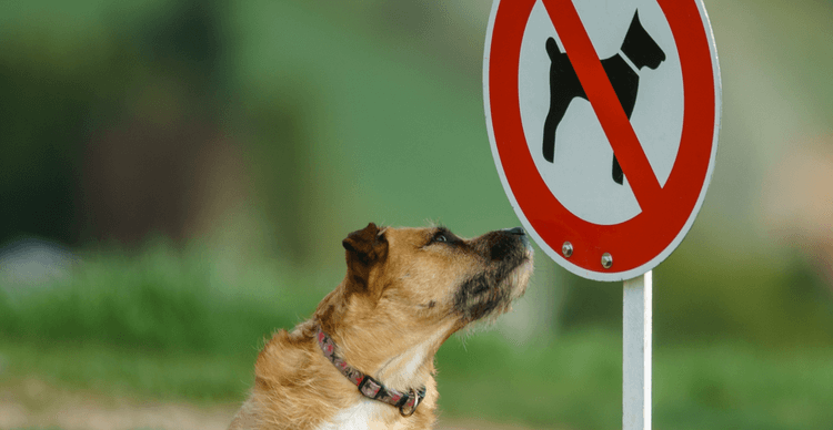 A dog with light brown hair looking at a “no dogs allowed” sign