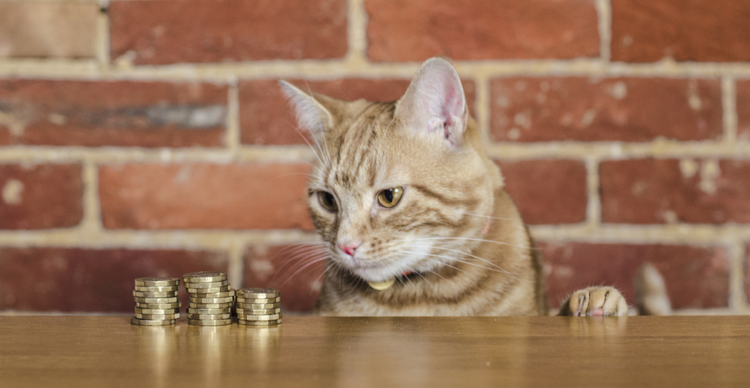 Where to buy Catzcoin: CATZ purrs with 129% climb