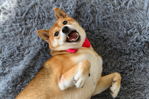 Analyst: Shiba Inu (SHIB) likely to see a dead cat bounce
