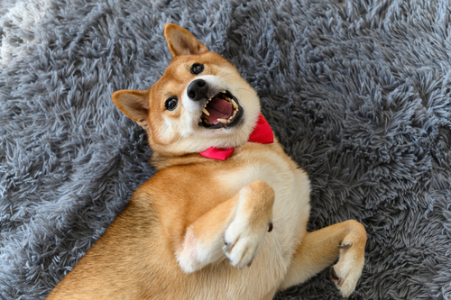 Shiba Inu (SHIB) and Dogecoin (DOGE) Experience Large Dips While