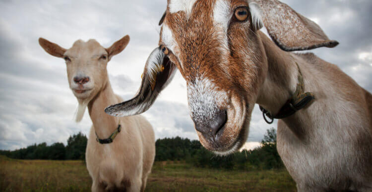 Een foto van twee geiten die naar de camera kijken