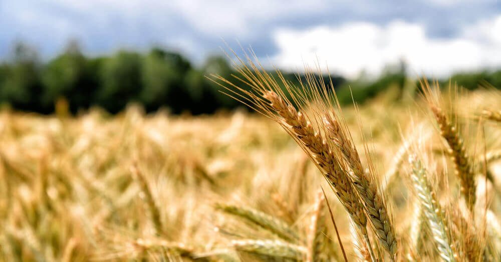 Foto van een graanveld