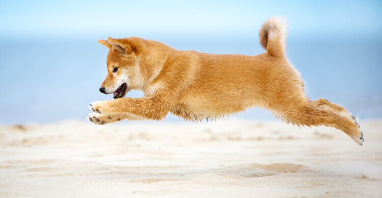 Foto van een Shiba Inu puppy die over zand springt