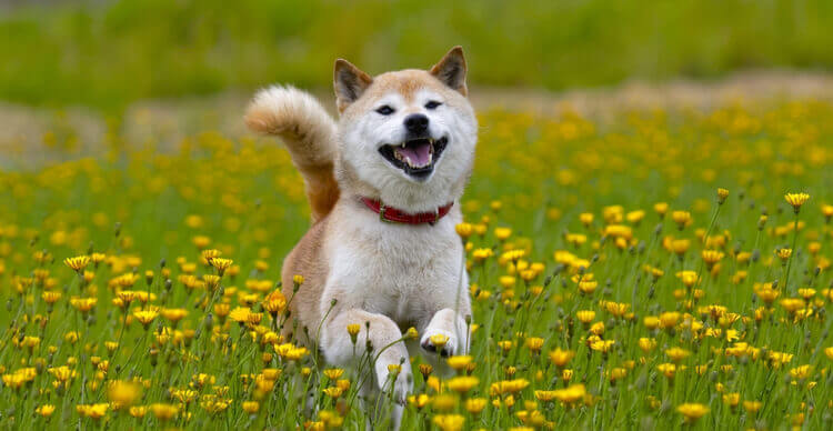 Foto van een Shiba Inu die door een veld met paardebloemen springt