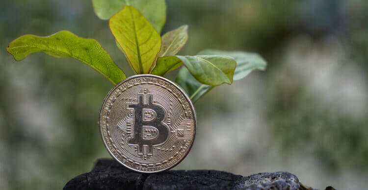 Foto van een Bitcoin naast een plant