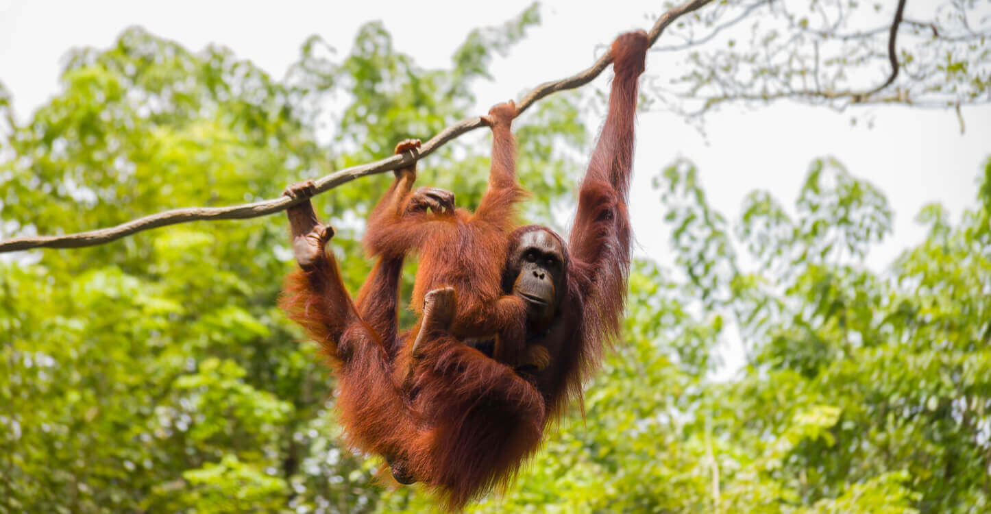 Foto van twee orang-oetans in het regenwoud