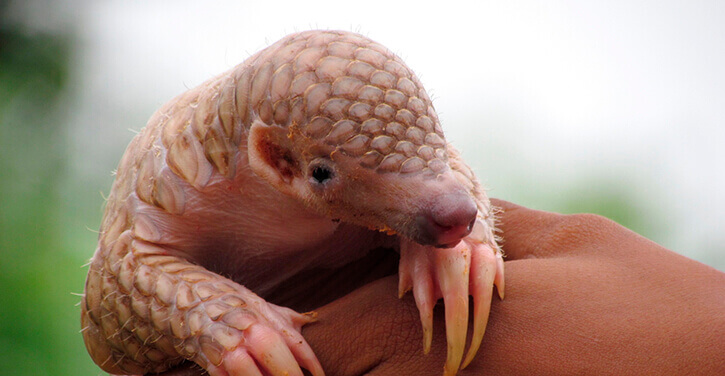 Foto van een schubdier (pangolin)