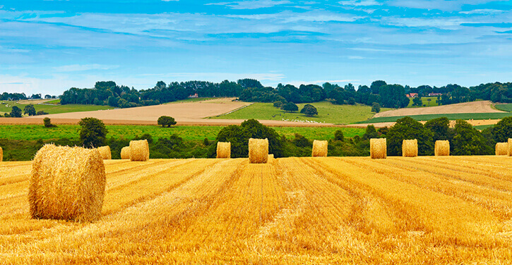 Du foin dans la campagne française