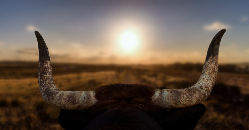 Image d'un taureau avec un coucher de soleil