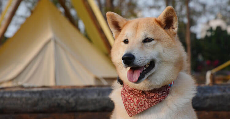 Une image d'un chien shiba inu