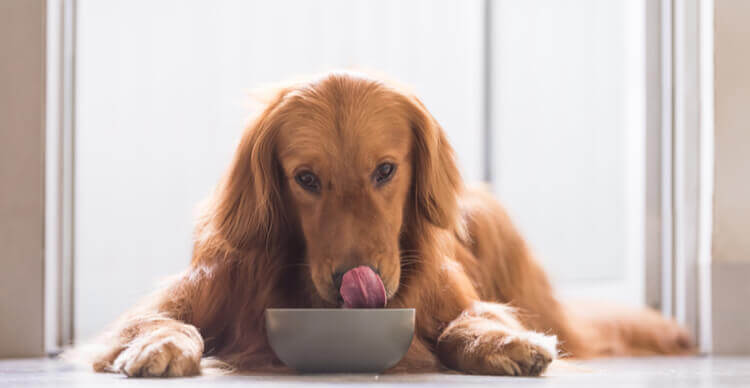 Image d'un chien en train de manger