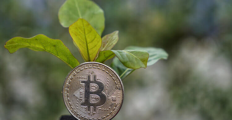 Image de Bitcoin et d'une plante