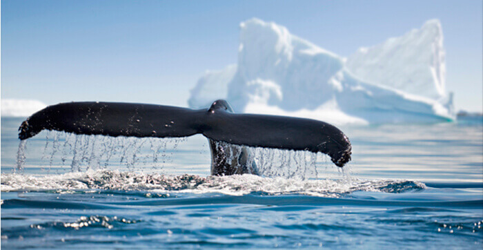 Une image de la queue d'une baleine dans l'océan