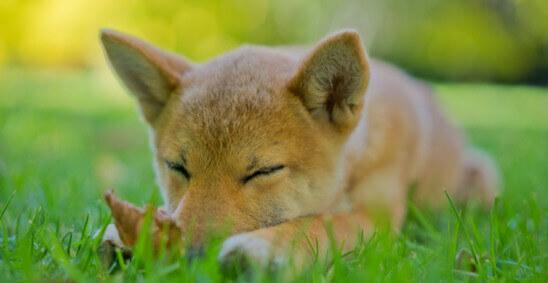 Un chiot Shiba Inu dormant dans l’herbe