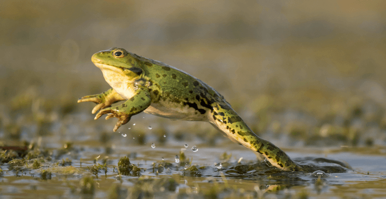 Gros plan d’une grenouille sautant