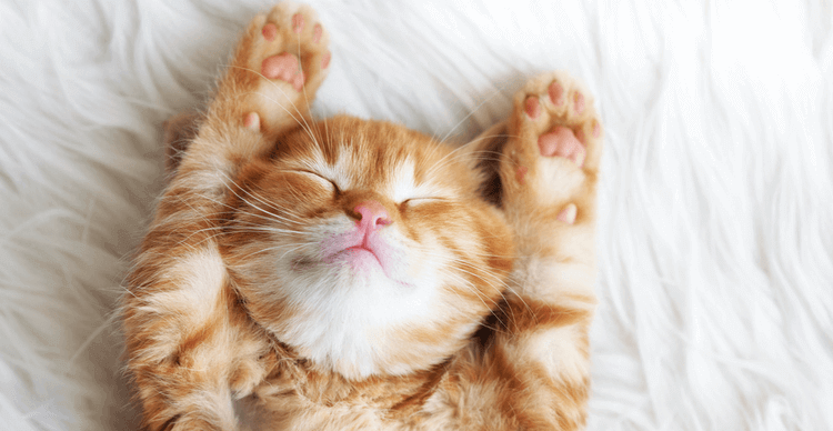 Un chaton roux et blanc qui dort avec ses pattes au-dessus de sa tête.