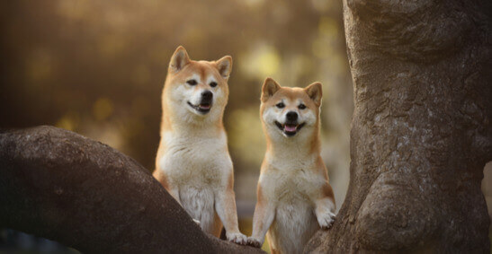 Deux chiens Shiba Inu dans un arbre