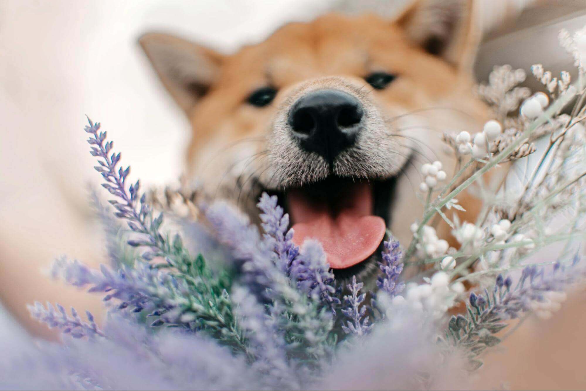 Un chien Shiba Inu derrière des fleurs