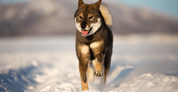 Un chiot Shikoku Inu se pavane en jouant dans un paysage enneigé et défocalisé.