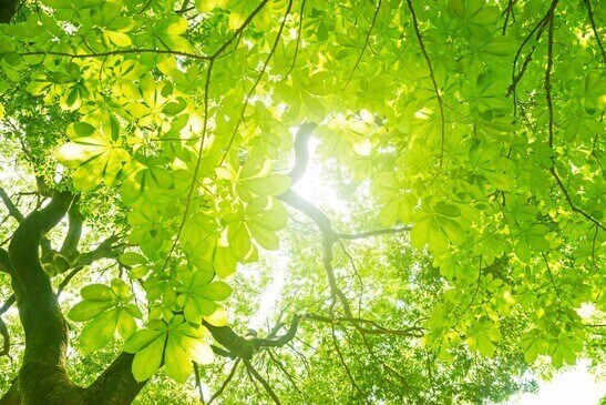 Des arbres verts traversés par la lumière du soleil