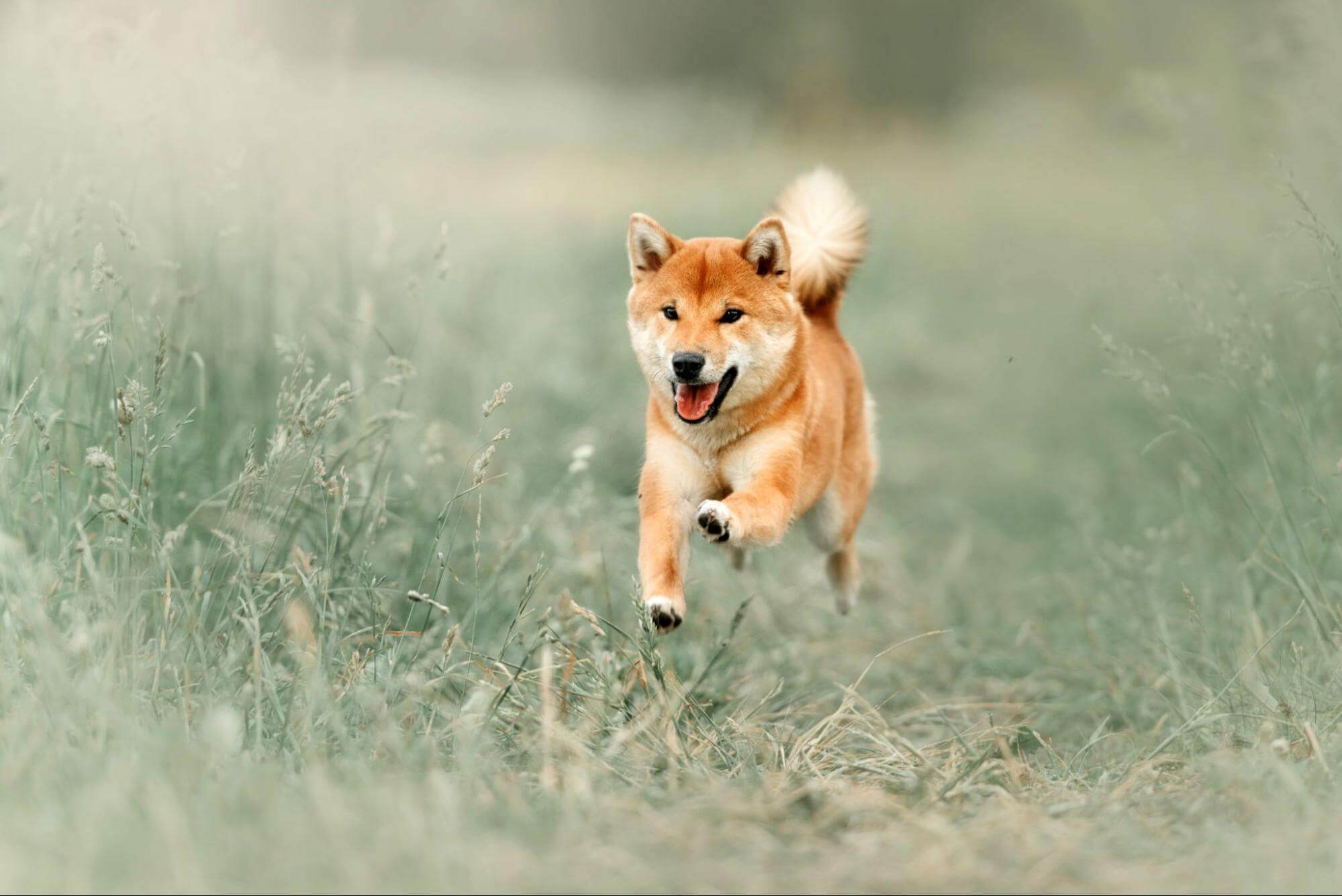 Un Shiba Inu court dans un champ