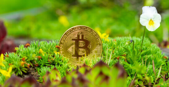 Image de Bitcoin dans un parterre de fleurs