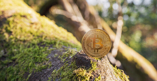 Image de Bitcoin sur un arbre