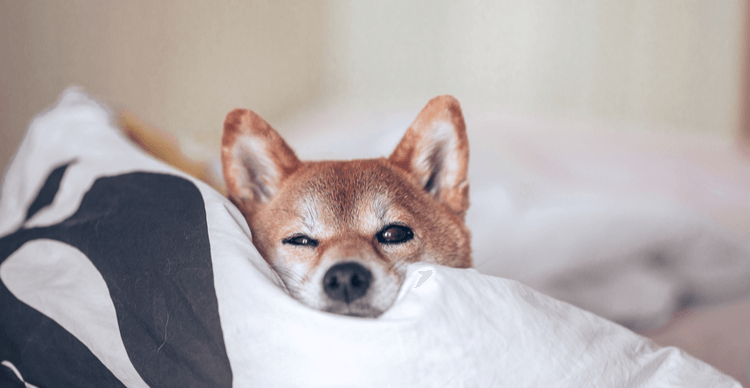 Ein Shiba Inu-Welpe döst mit dem Kopf auf einem Kissen