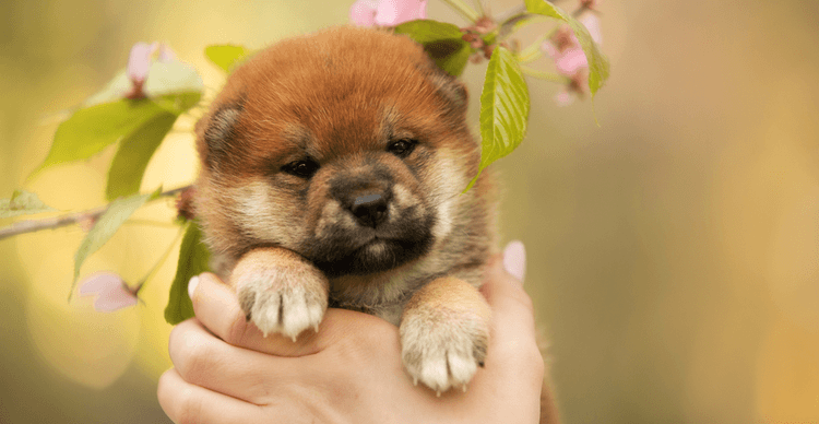 Ein Shiba Inu-Welpe, der in den Händen einer Person gehalten wird