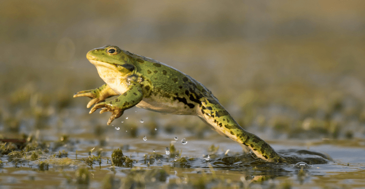 Eine Nahaufnahme eines hüpfenden Frosches