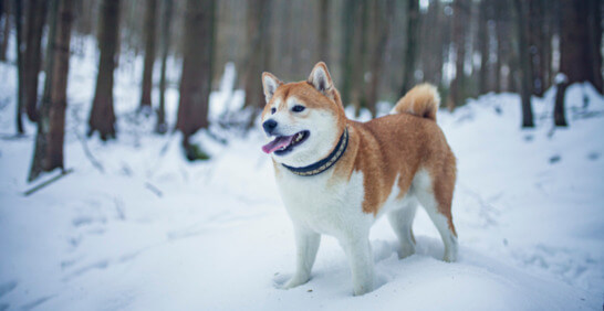 Shiba Inu Hund im Wald und im Schnee