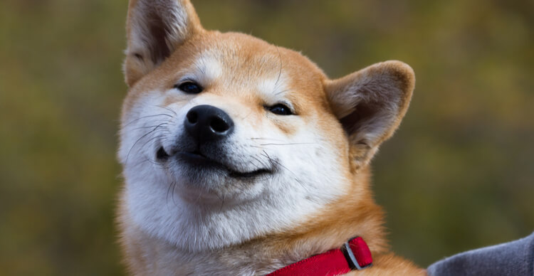 Image of a Shiba Inu smirking