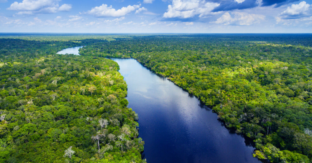 Image of the Amazon rainforest