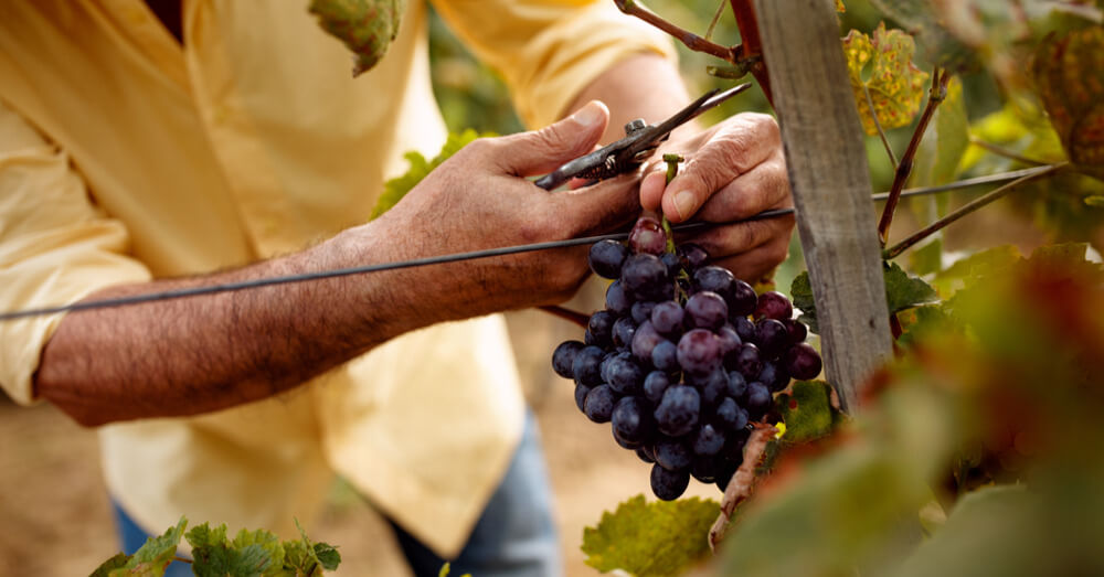 Image of someone picking grapes