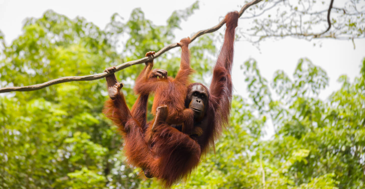 Image of two orangutans in the rainforest