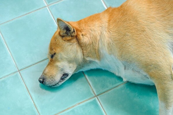 El precio de Dogecoin (DOGE) se inclina ante la muerte de Shiba Inu Kabosu