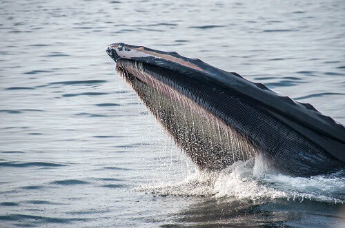 Whales accumulate more Bitcoin after latest pullback - CoinJournal