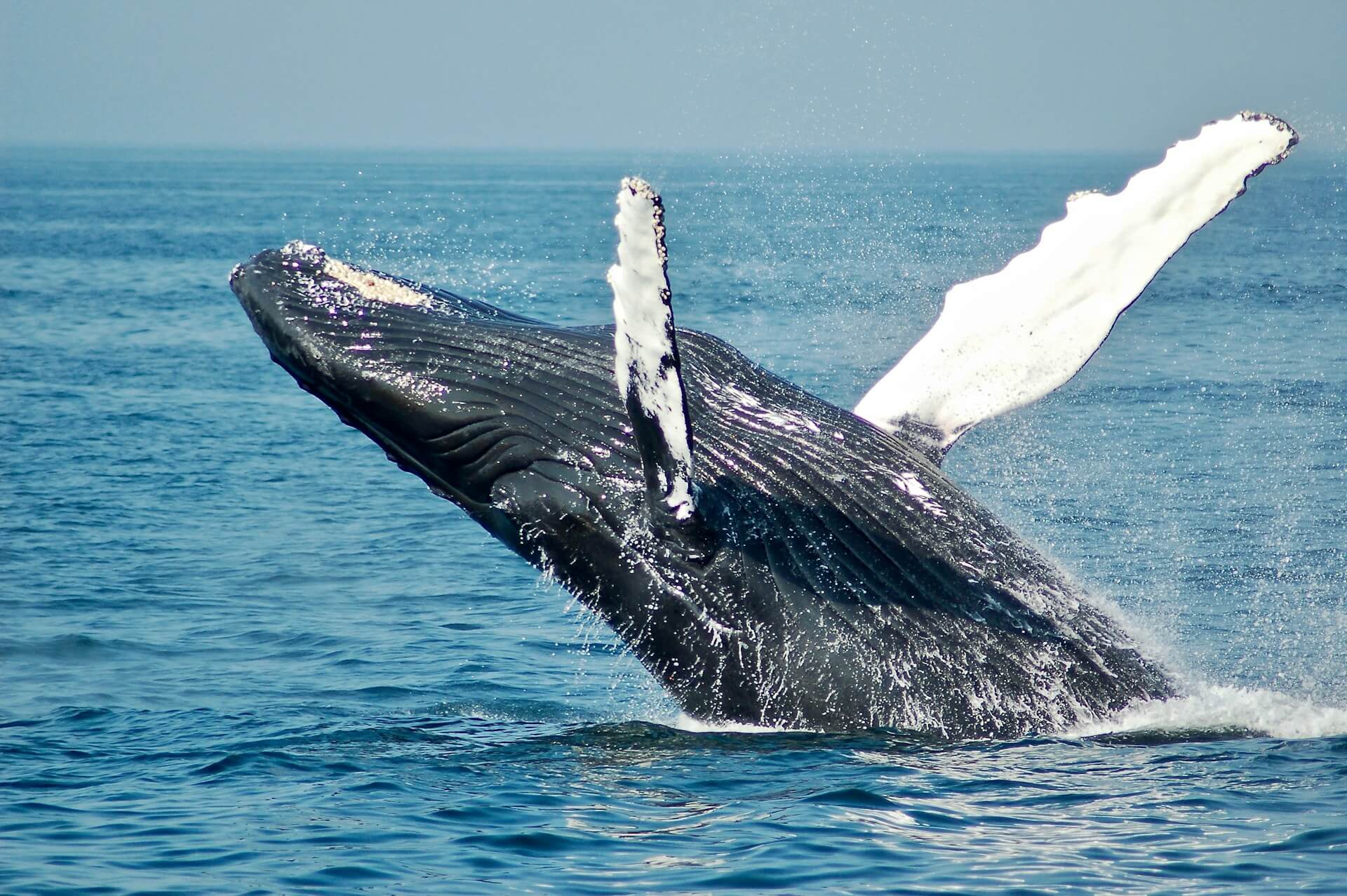 Le nombre de baleines Bitcoin augmente, les investisseurs ciblent Vantard